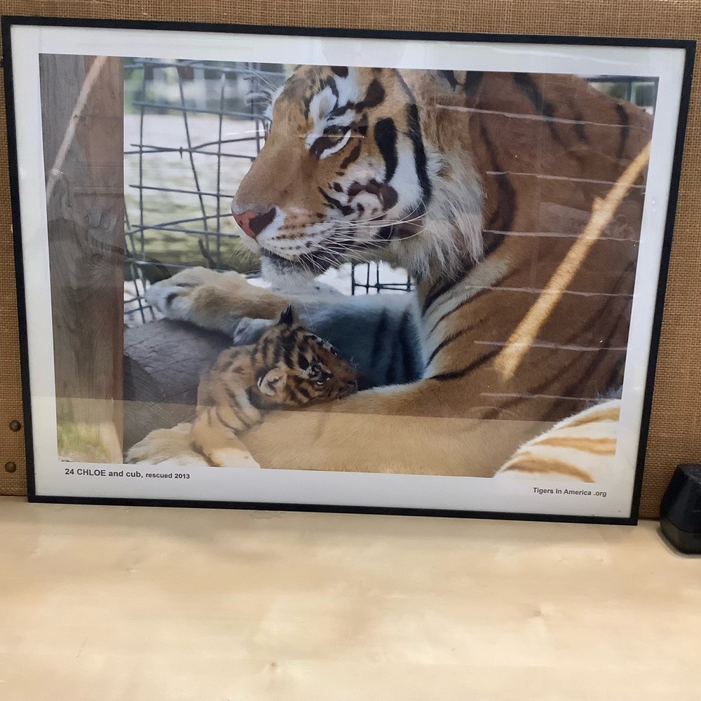 Tiger and Cub Framed Art Print 18.5” x 24.5”